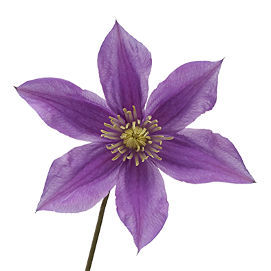 Clematis Amazing® Sofia