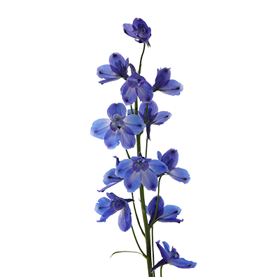 Delphinium Bella Andes Azure