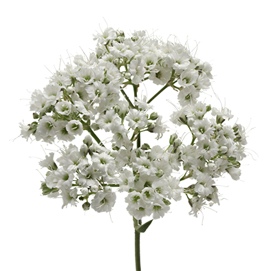 Gypsophila Million Daisy™