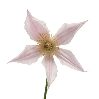 Clematis Amazing® Kansas