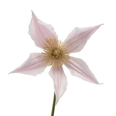 Clematis Amazing® Kansas