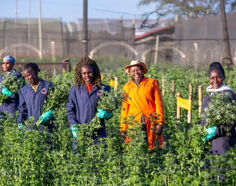 Harvesting Eryngium, flower farm Kenya