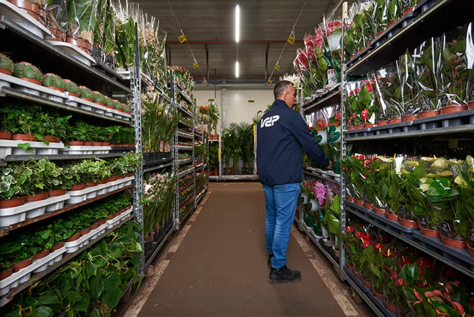 Van der Plas - plant department