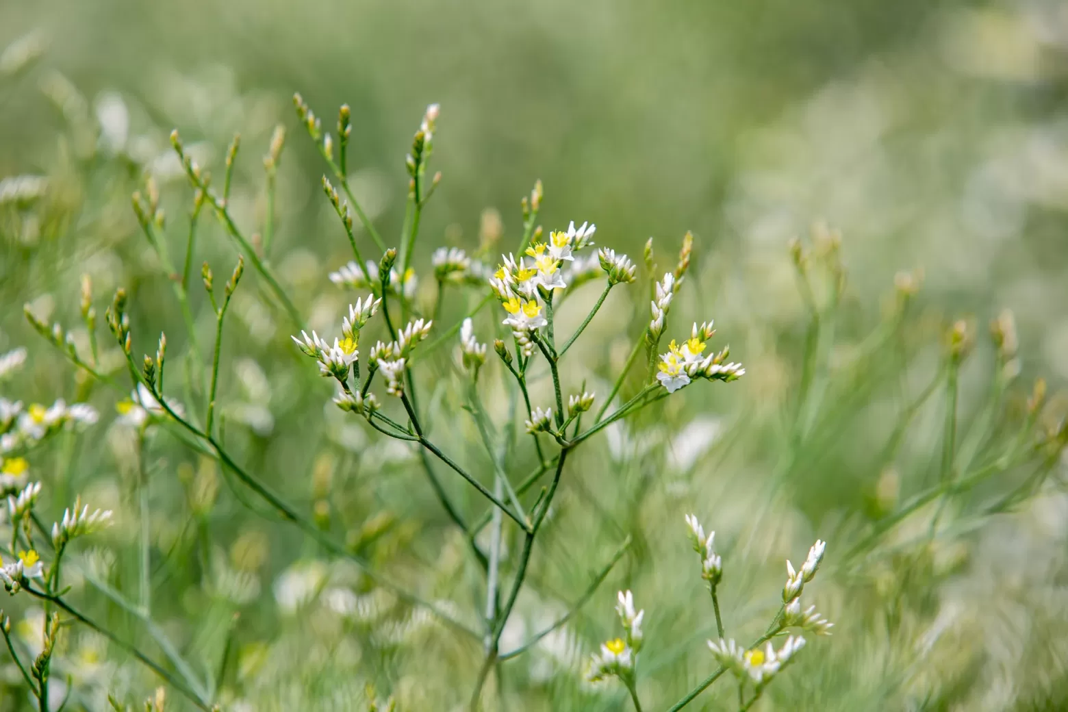 Flower Field Limonium China White