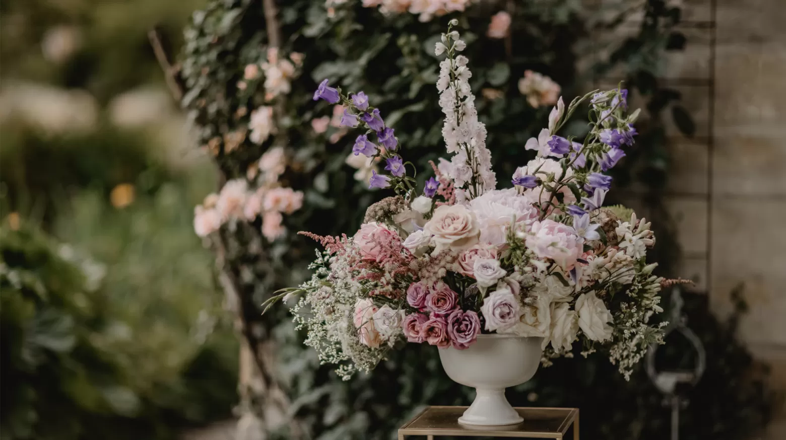 Campanula Champion Lilac - Marginpar cut flowers