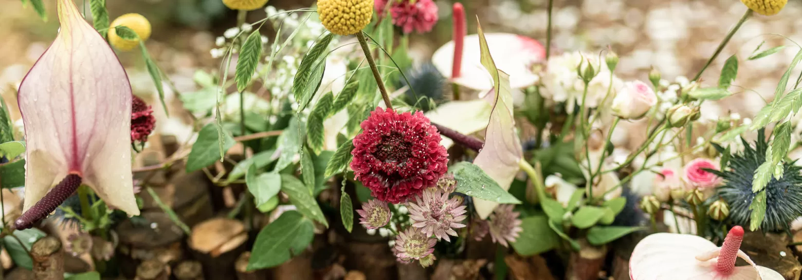 Scabiosa, Craspedia, Chasmanthium, Astrantia