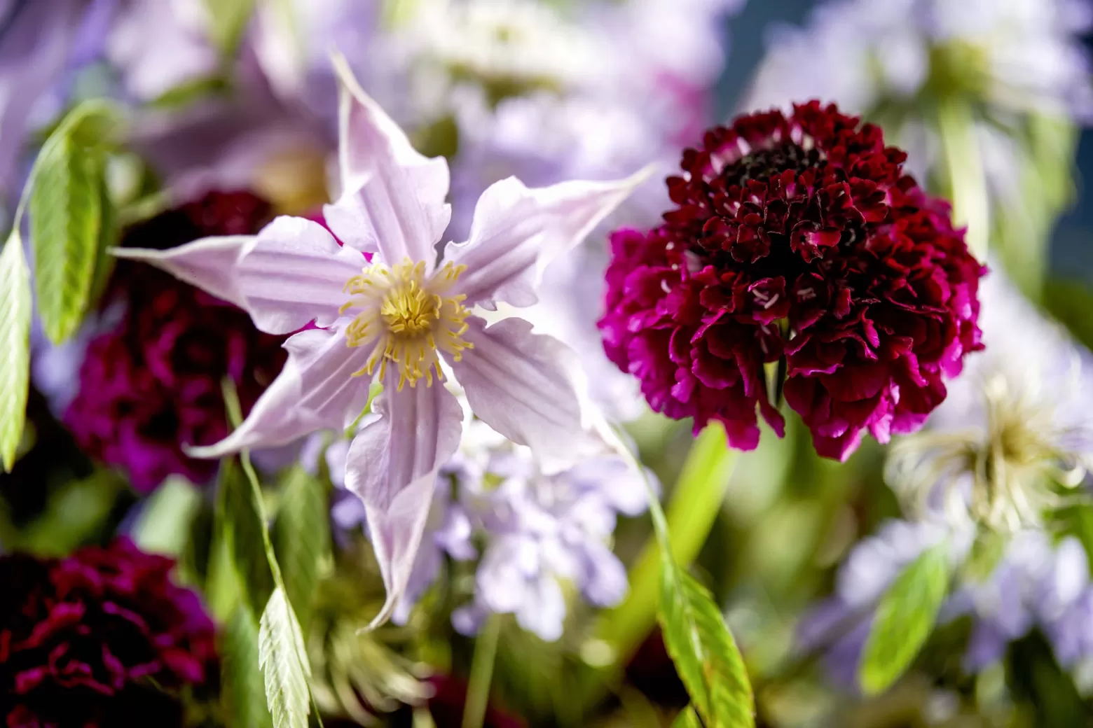 Flowers - Clematis and Scabiosa