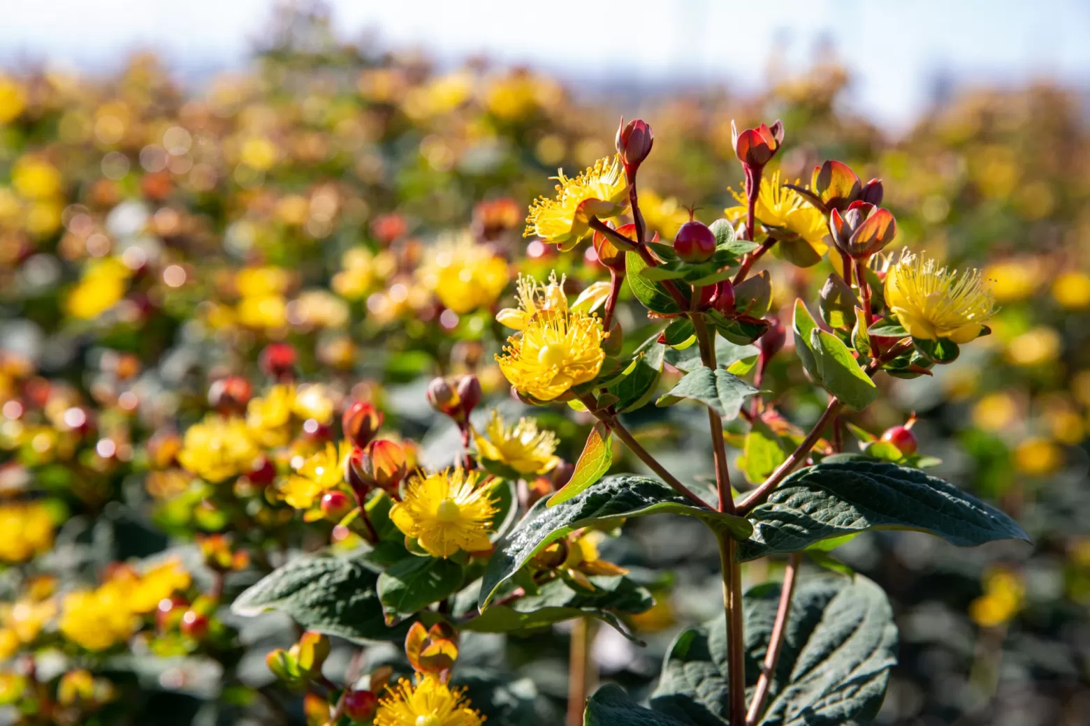 Hypericum Blumenfeld in Kenia