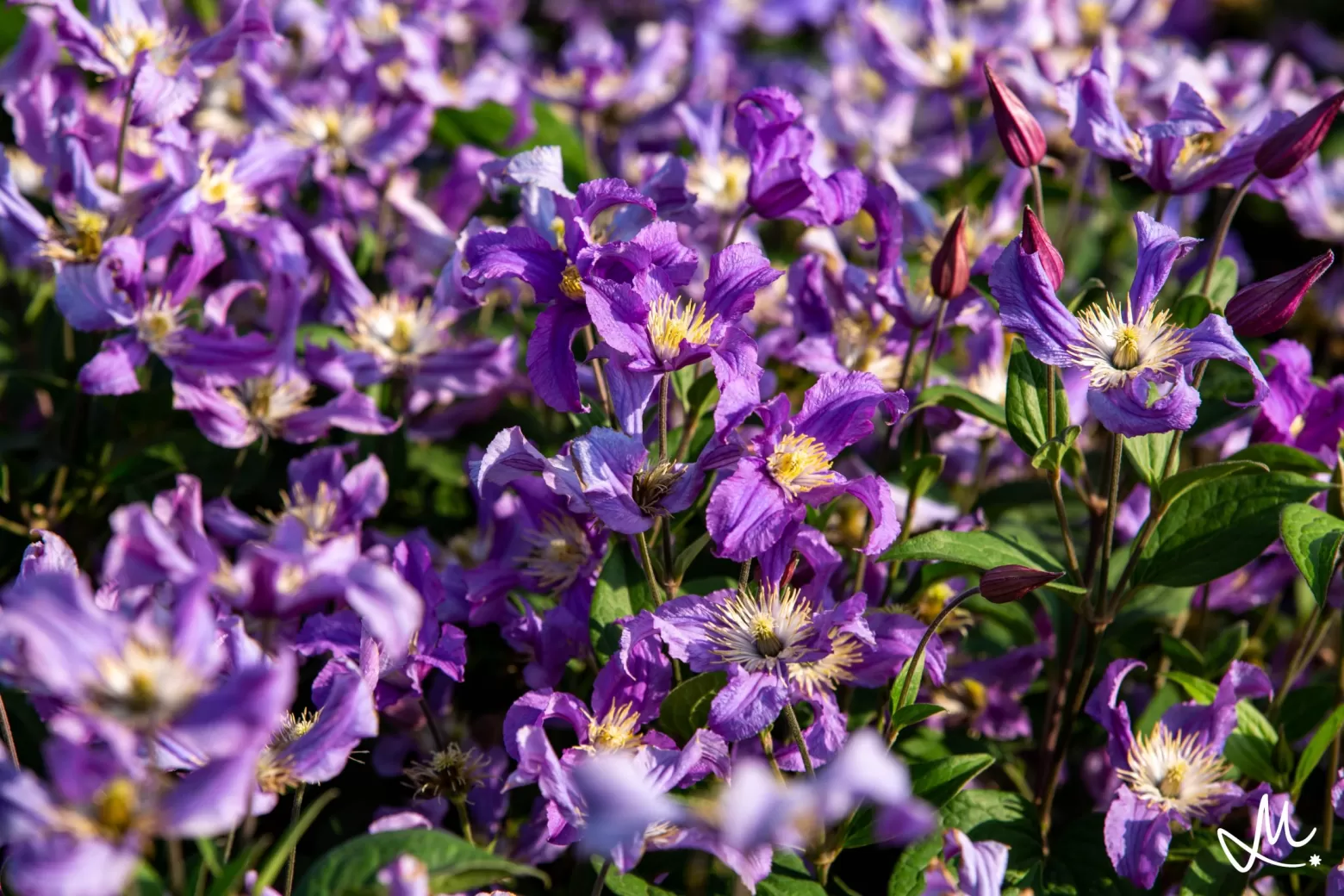 Clematis field