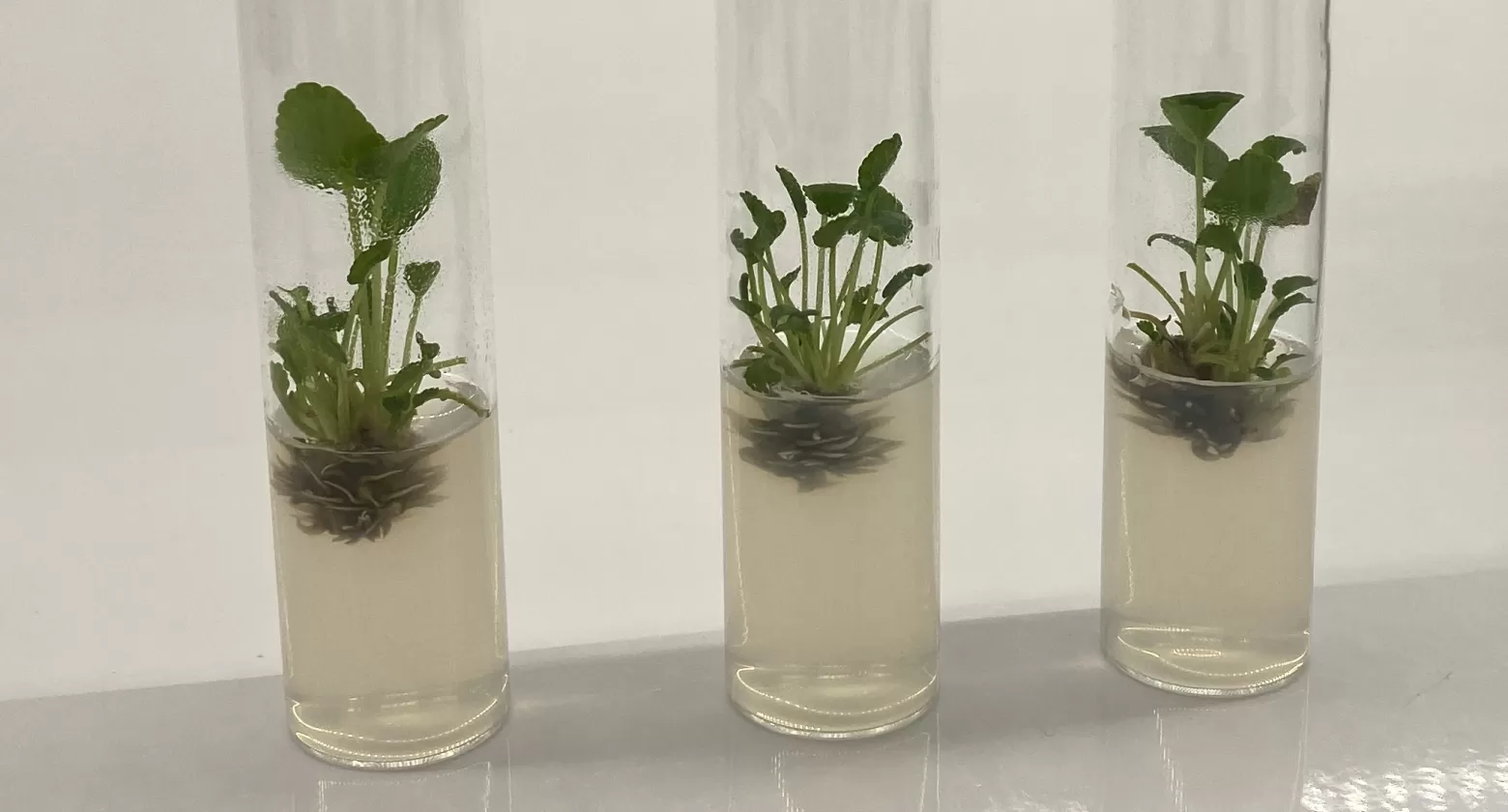 Eryngium propagation in the Iribov laboratory