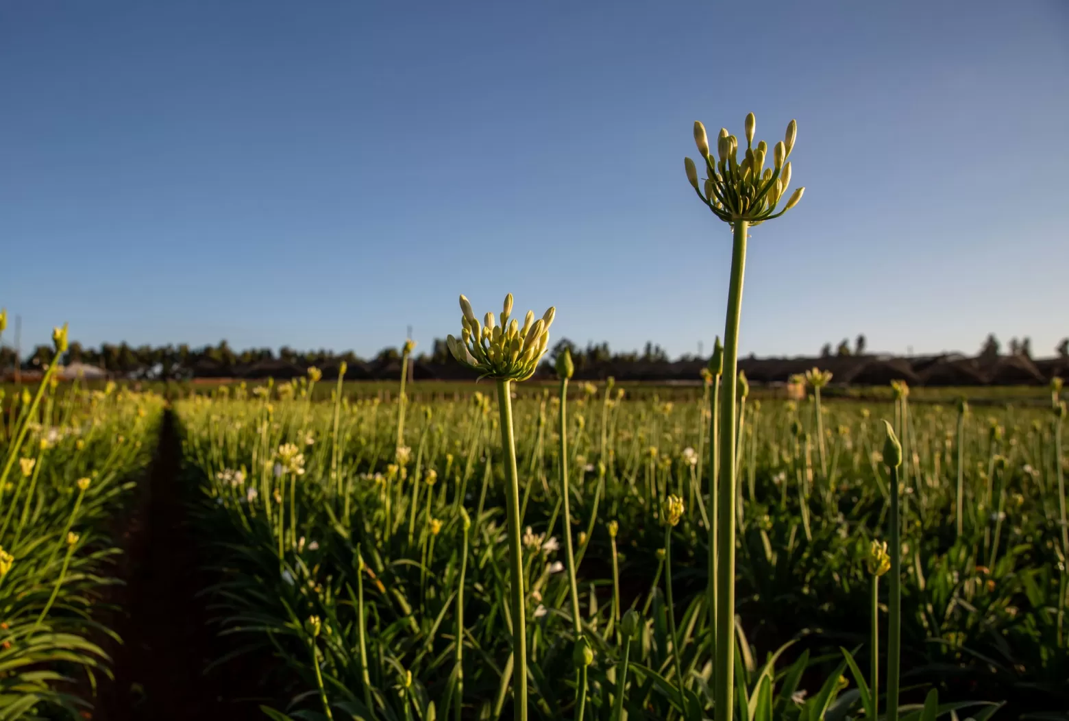 Agapanthus in the flower field in Ethiopia