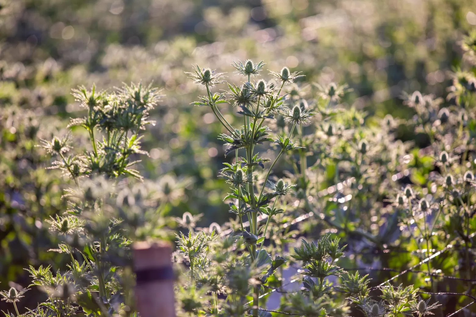 Eryngium Sirius flower field in Zimbabwe