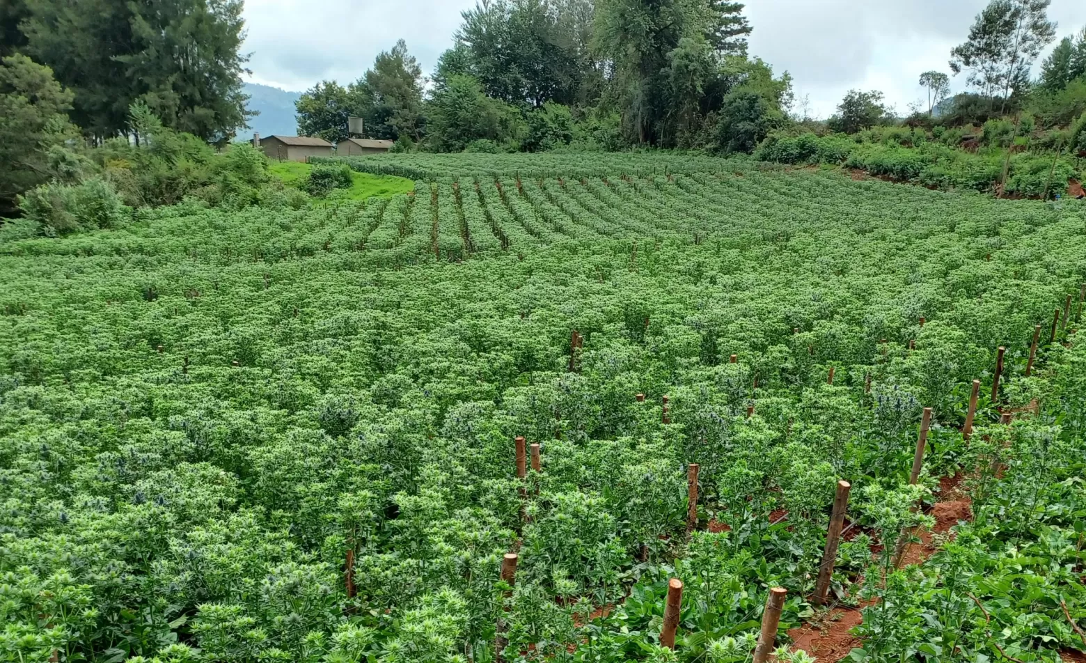 Eryngium-Blütenfeld in Simbabwe