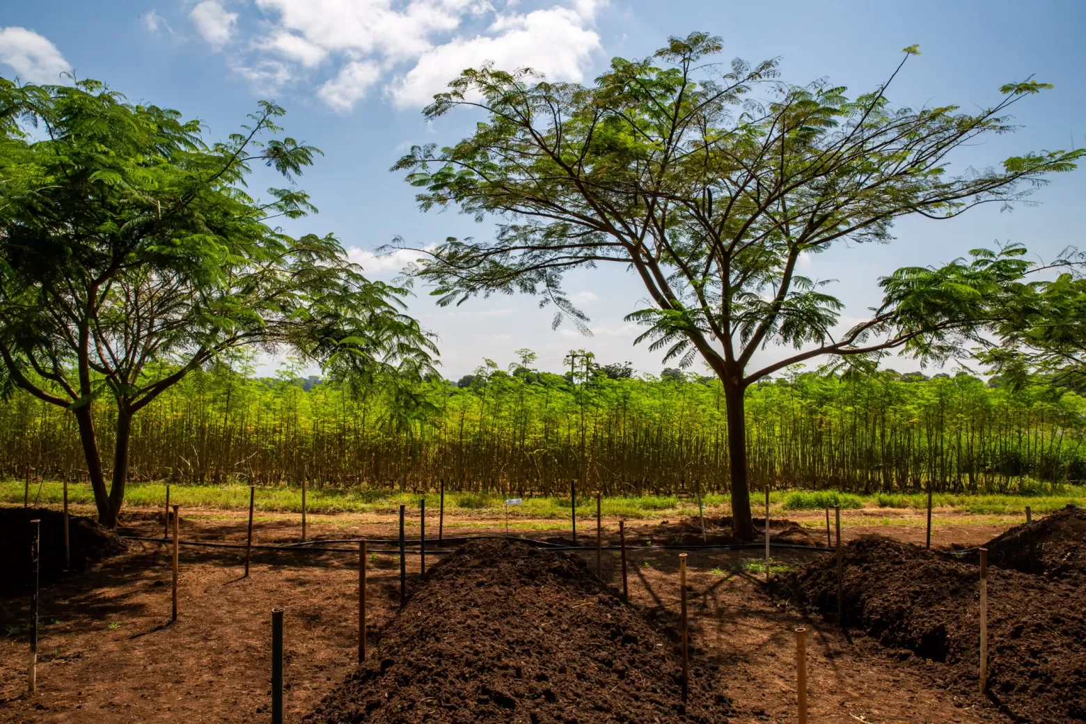 Compost at flower farm in Tanzania