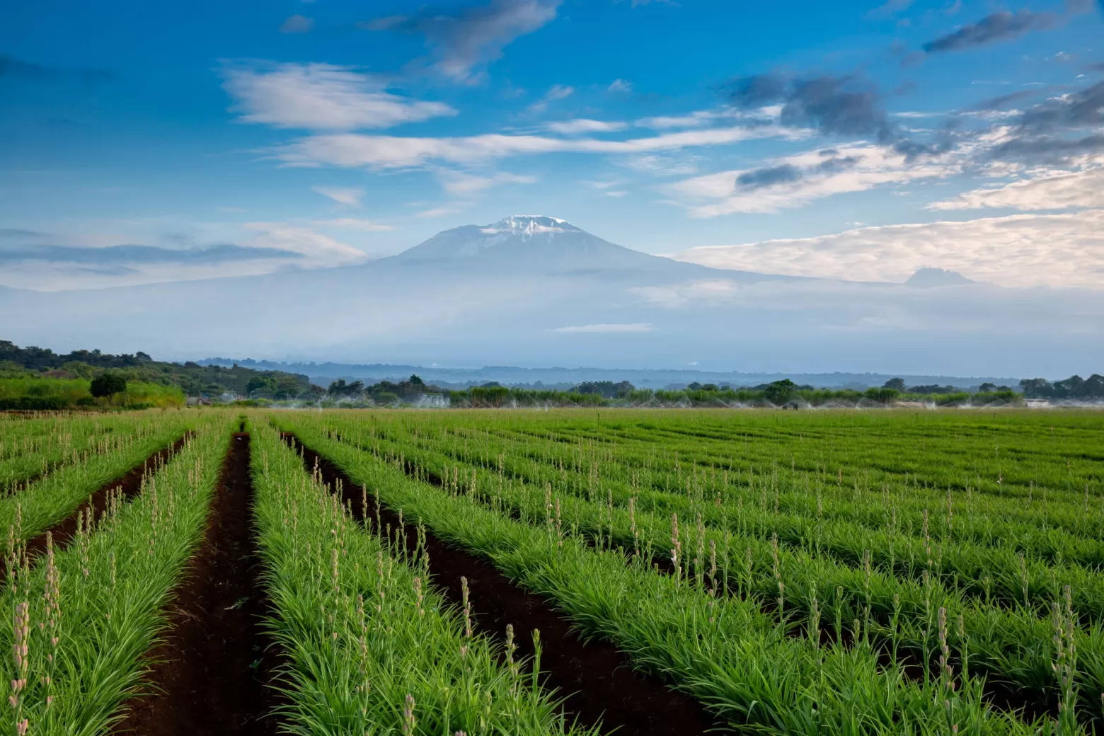 Polianthes bloemenveld in Tanzania met Kilimanjaro in de achtergrond