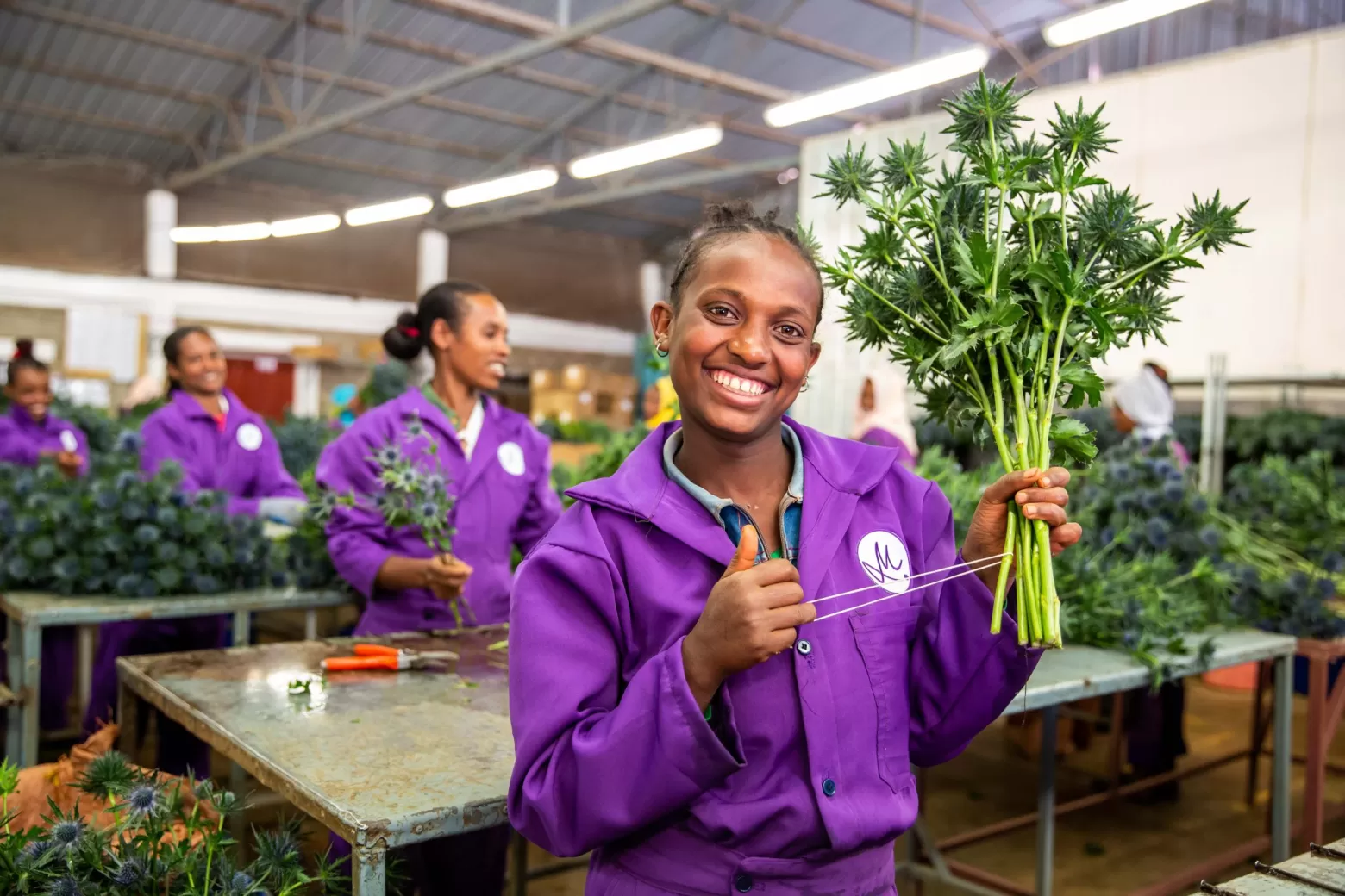 Packhouse Eryngium Ethiopia