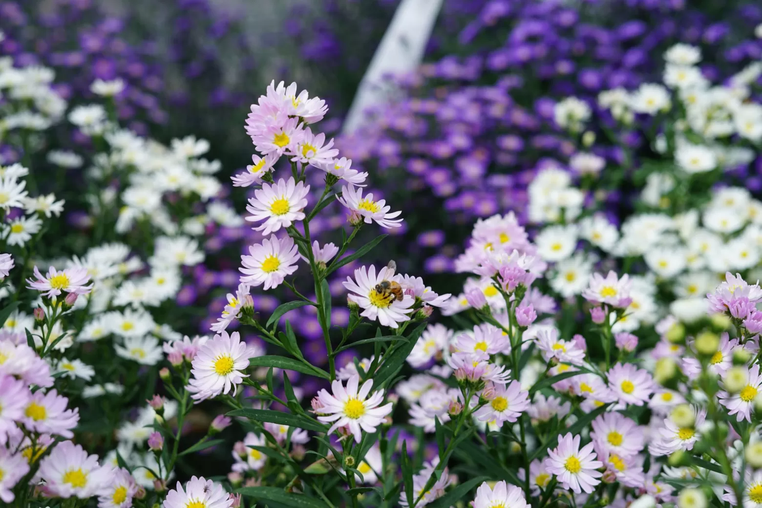 Aster veredelaar bezoek