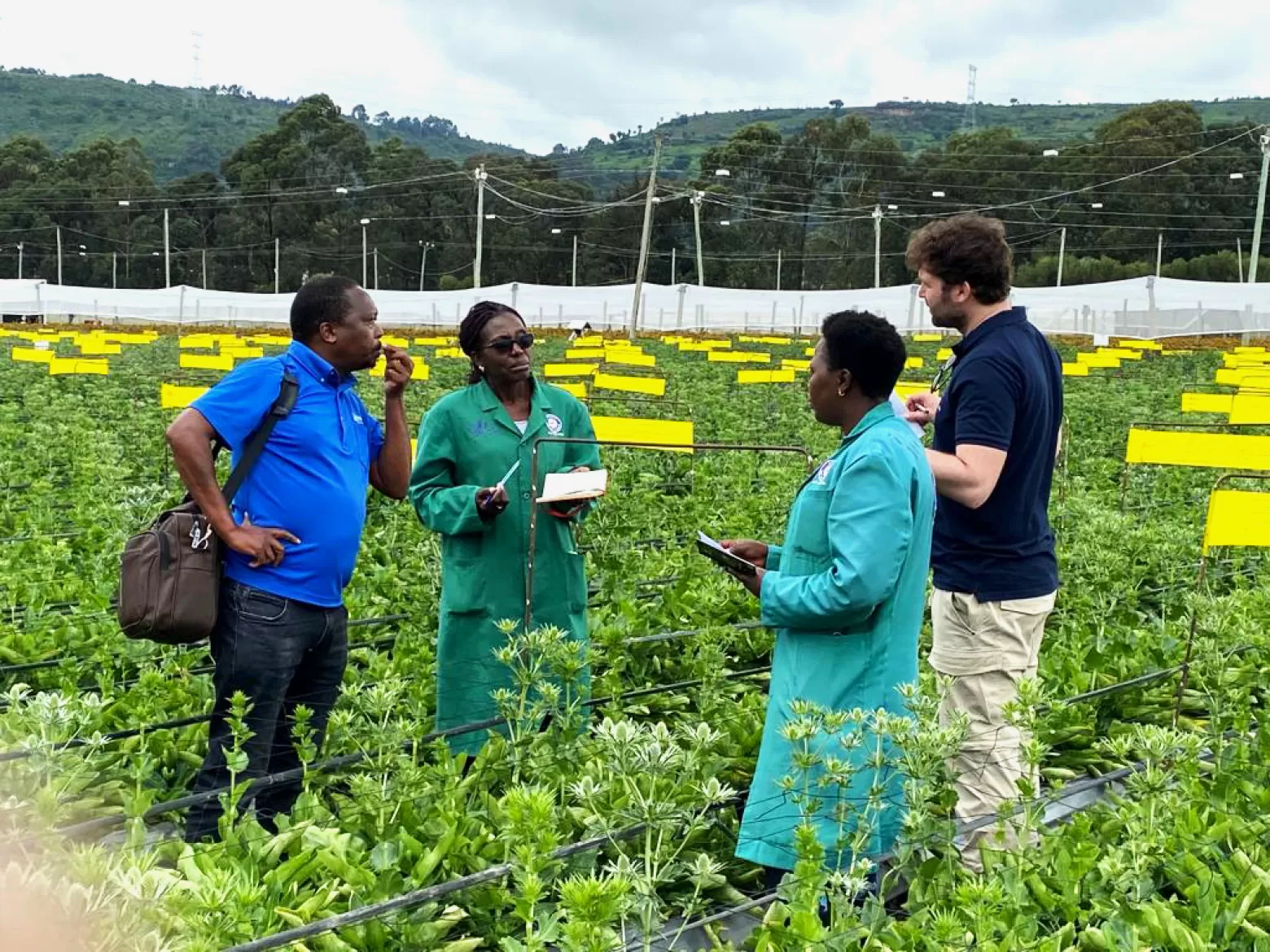 Chrysal consultant Steven Mbogo Eryngium bloemenveld Kenia