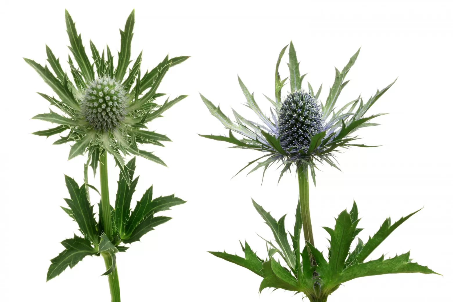 Eryngium Sirius Questar® en Orion Questar®