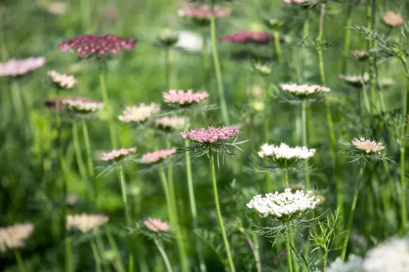 Flower Field Daucus Carota Dara