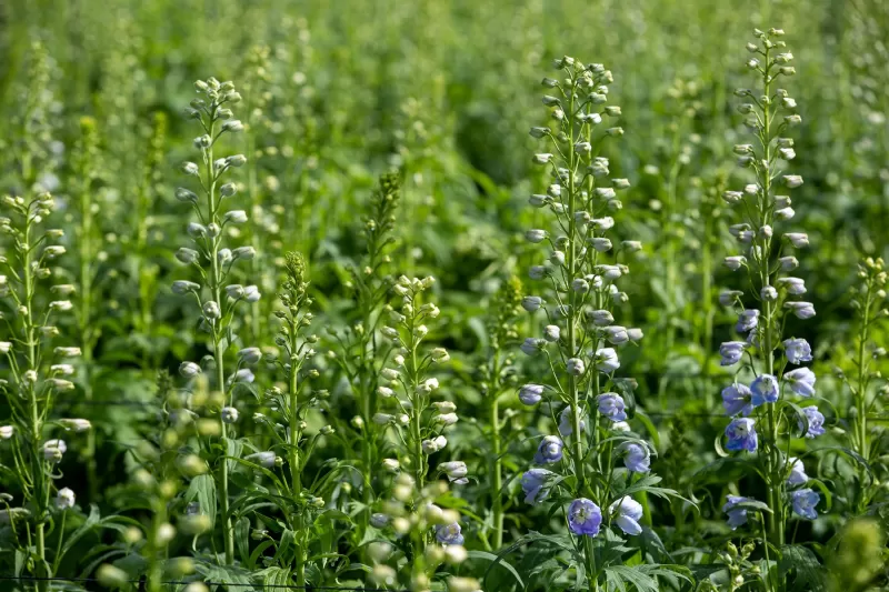 Flower Field Delphinium Guardian Lavender