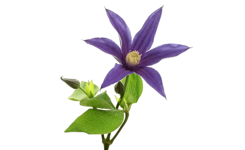 Clematis Amazing® Oslo