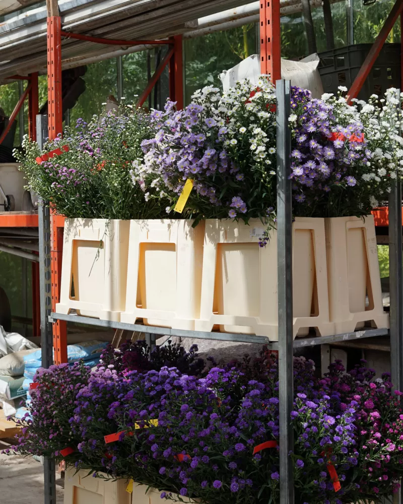 Aster veredelaar bezoek