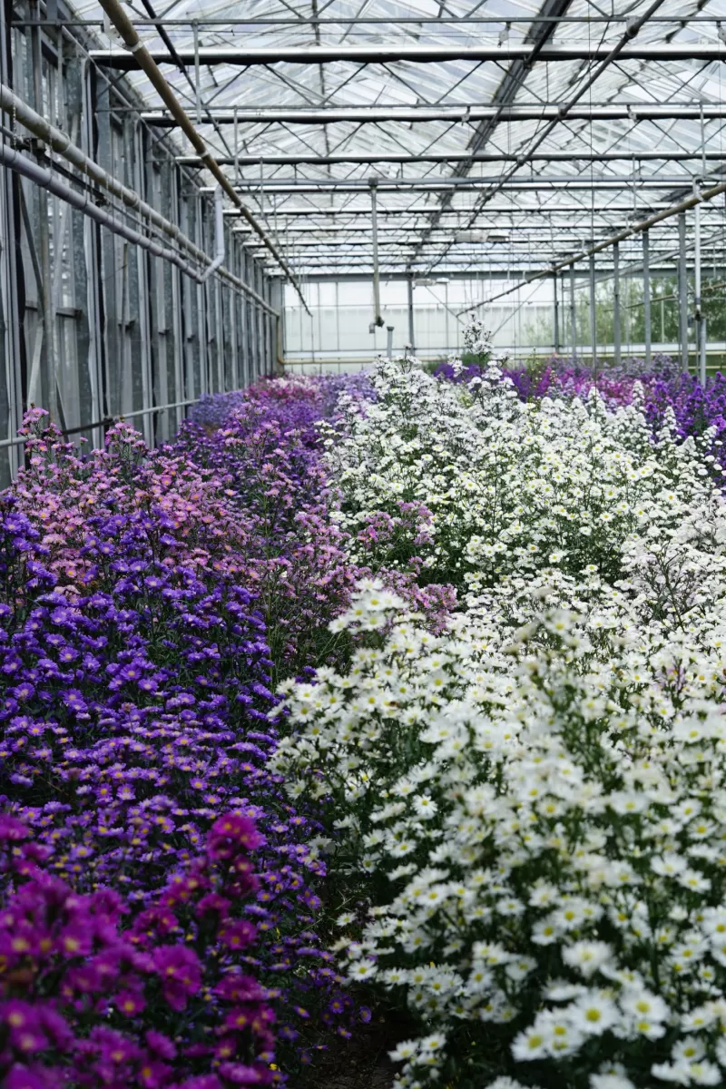 Aster breeder visit 