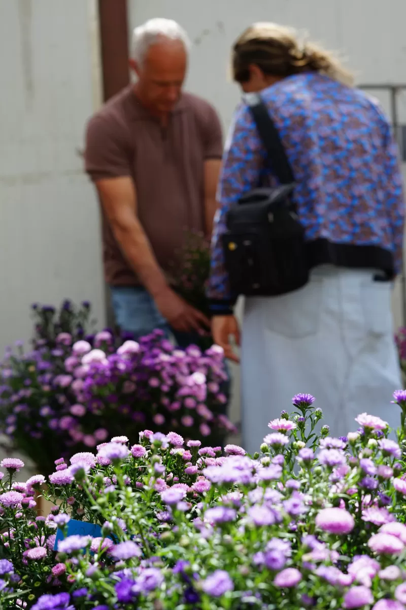 Aster veredelaar bezoek