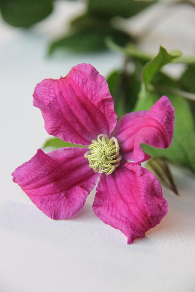 Clematis Amazing® Kyiv