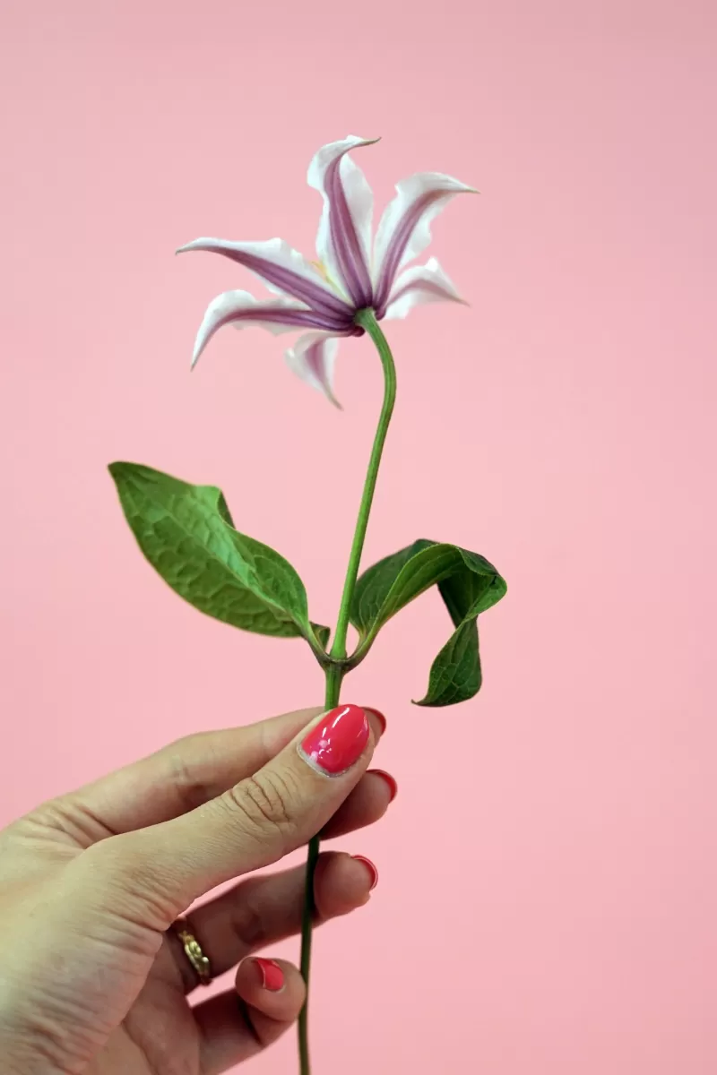 Clematis Amazing® Kansas