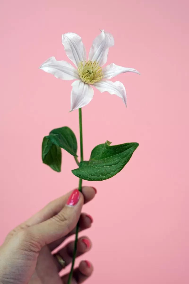 Clematis Amazing® Kansas