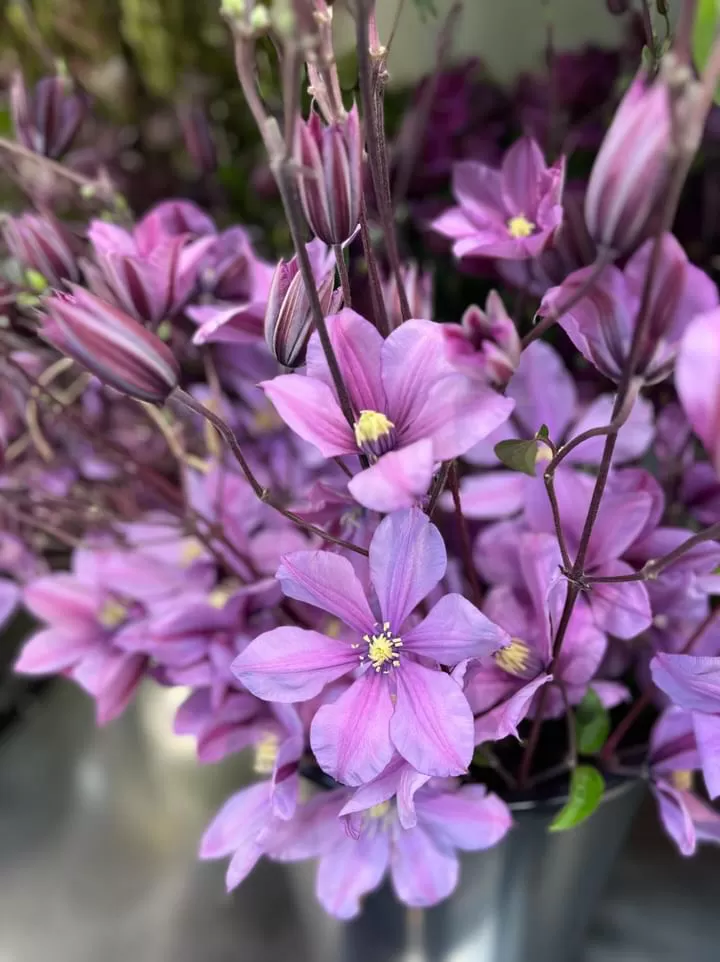 Gerrit van Aalst Clematis Tokyo