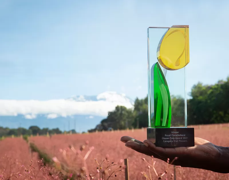 Glazen Tulp Award bij Talinum veld in Tanzania