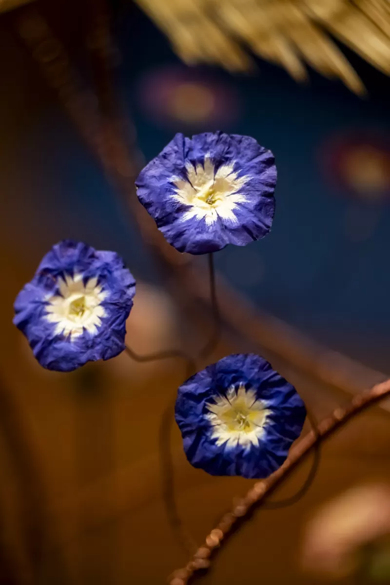 Dried flower - Prinsenbloem