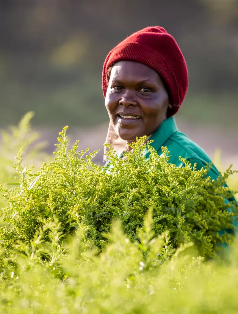 Solidago Cut flower - Marginpar flower field