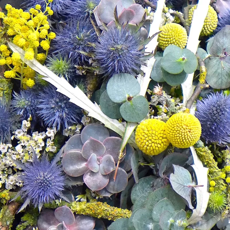 Eryngium Magnetar Questar and Craspedia