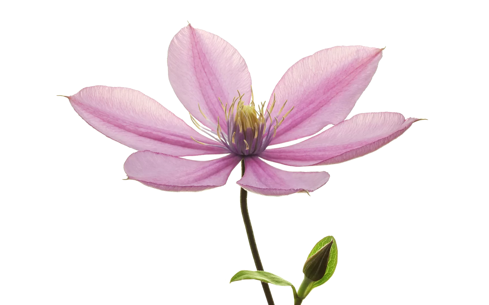 Clematis Amazing® Tokyo