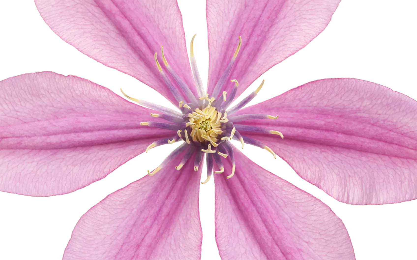 Clematis Amazing® Tokyo