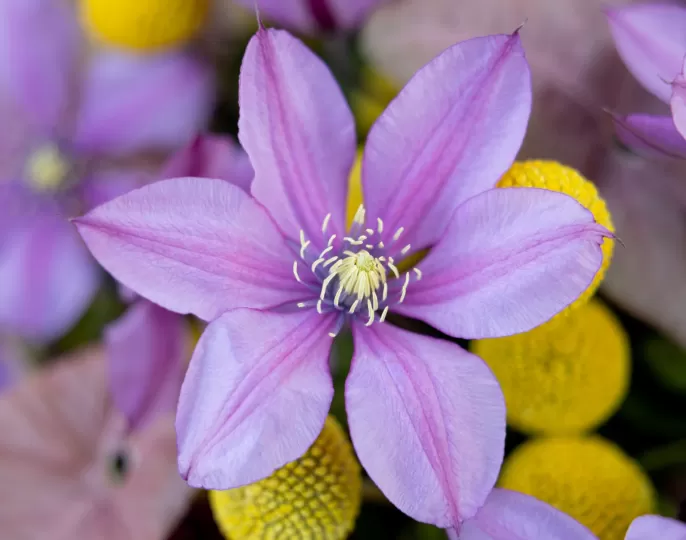 Clematis Amazing® Tokyo